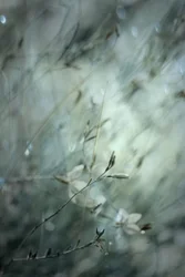 Dreamy Floral Bokeh