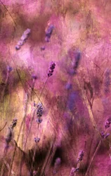Dreamy Lavender Blooms
