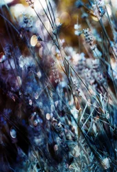 Dreamy Lavender Glow
