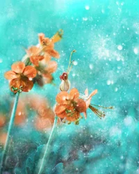 Dreamy Orange Blooms