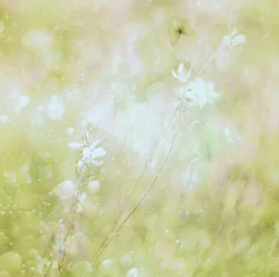 Dreamy Pastel Flowers