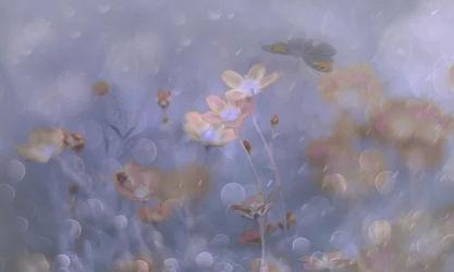 Dreamy Pastel Flowers