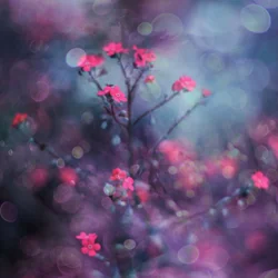 Dreamy Pink Blooms