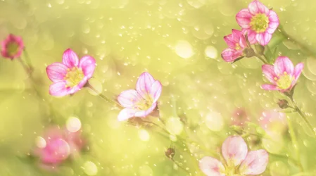 Dreamy Pink Flowers