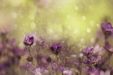 Dreamy Purple Blooms