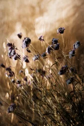 Dreamy Purple Meadow