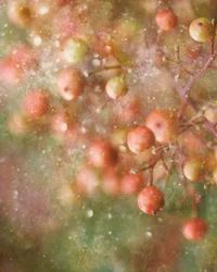 Dreamy Red Berries