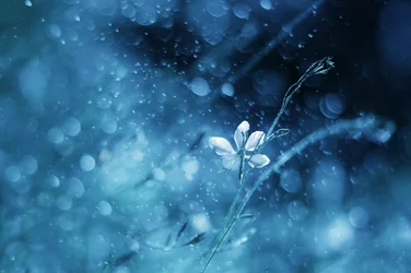 Ethereal Blue Bloom