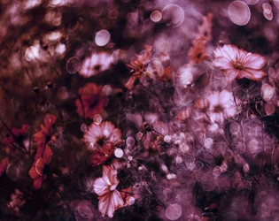 Ethereal Flower Field