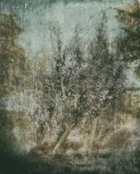 Ethereal Forest Landscape
