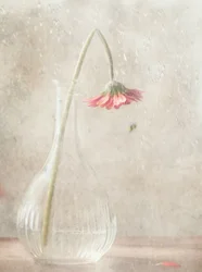 Fading Pink Bloom