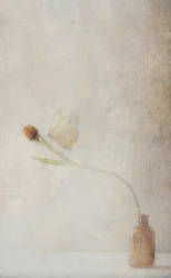 Fading Tulip Still Life