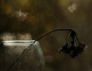 Melancholy Bloom