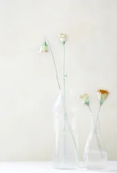 Pale Blossoms in Glass