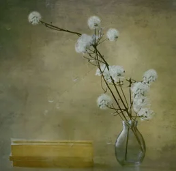 Serene Fluffy Flowers