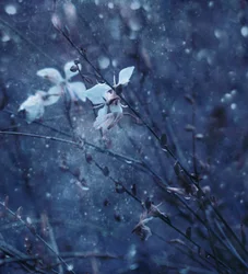 Soft Blue Blooms