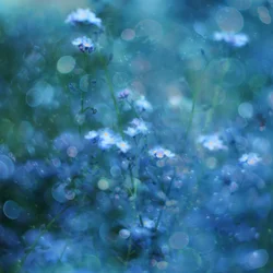 Soft Blue Bokeh Flowers