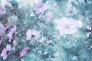 Soft Pastel Cosmos Flowers