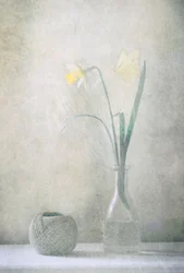 Spring Daffodil Butterfly