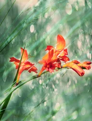 Vibrant Orange Garden Blooms