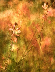 Warm Autumn Wildflowers