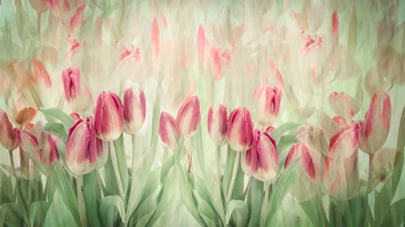 Dreamy Pink Tulips