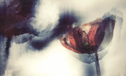 Ethereal Red Poppy
