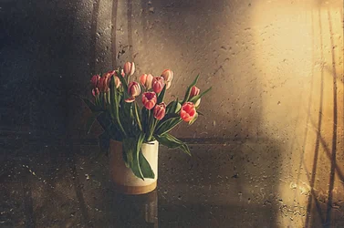 Pink Tulips Morning Light