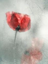 Vintage Red Poppy