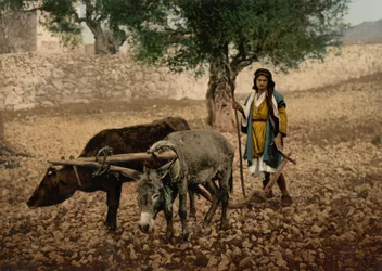 Native of Palestine working with an ox and an ass, Holy Land, c.1890-c.1900