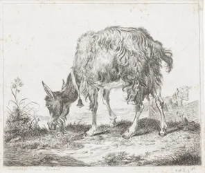 Grazing Goat with Bell