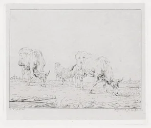 Grazing Cows