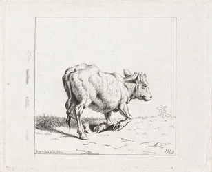 Rising Calf