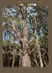 Lines that Make Trees, 2022