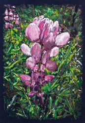 Hispanic Lupine Near La Calzada de Bejar, 2025