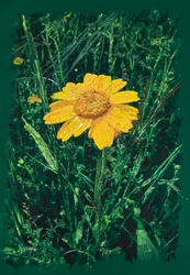 Yellow Daisy Near Caparra, 2025