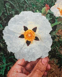 My Hand Holding a Jara Near Aljucén, 2025