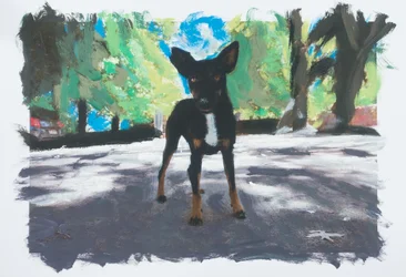 Dog in Chile, 2019