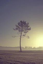 Tree on the Road, 2016
