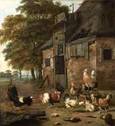 Poultry yard with two cocks fighting
