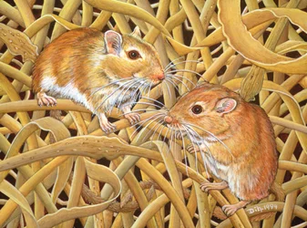 The Gerbils
