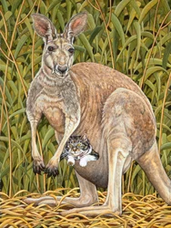 The Kangaroo-Cat