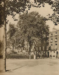 In Boarding-House Land: The Plane Trees of Torrington Square, c1935
