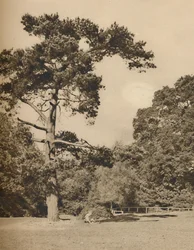 In Hadley Woods, Remnant of the Old Royal Hunting Forest of Enfield Chase
