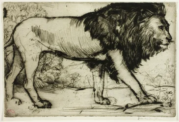 A Lion