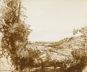 Olive Groves