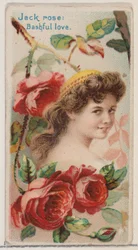 Jack Rose: Bashful Love, from the series Floral Beauties and Language of Flowers N75