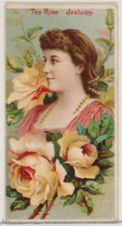 Tea Rose: Jealousy, from the series Floral Beauties and Language of Flowers N75 for Duke, 1892
