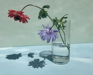 Vibrant Flower Shadows