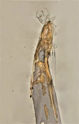 Golden Flowing Figure
